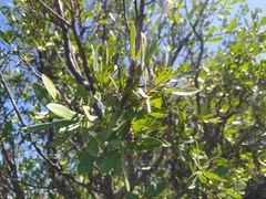 Diospyros lycioides