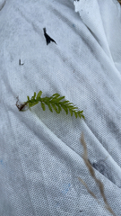 Plagiomnium undulatum