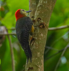 Melanerpes radiolatus