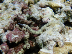 Corythoichthys intestinalis