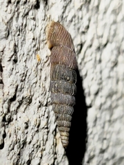 Alinda biplicata