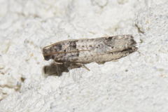 Epinotia thapsiana