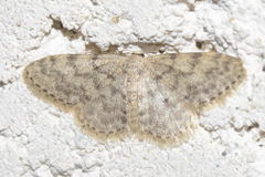 Idaea alyssumata