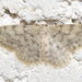 Idaea alyssumata - Photo (c) Pascal Dubois, some rights reserved (CC BY-NC), uploaded by Pascal Dubois