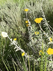 Helichrysum umbraculigerum
