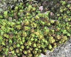 Encalypta streptocarpa