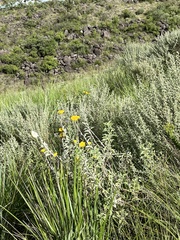 Helichrysum umbraculigerum