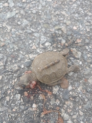 Malaclemys terrapin