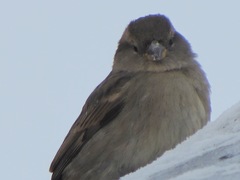 Passer domesticus