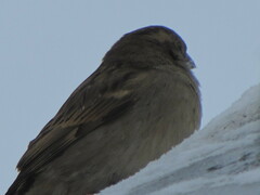Passer domesticus