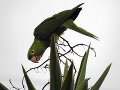 Psittacara leucophthalmus