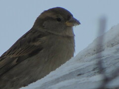 Passer domesticus