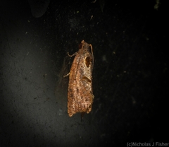 Glyphidoptera insignana