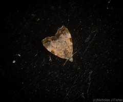 Choreutis melanopepla