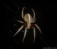 Hortophora