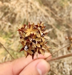 Lysimachia vulgaris