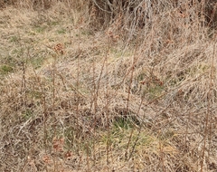 Lysimachia vulgaris