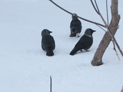 Corvus monedula