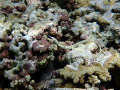 Corythoichthys intestinalis