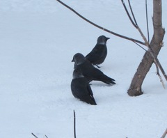 Corvus monedula