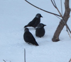 Corvus monedula