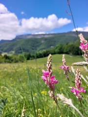Onobrychis viciifolia