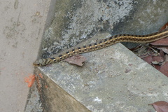Amphiesma stolatum