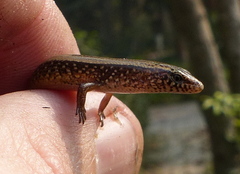 Riopa albopunctata