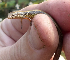 Riopa albopunctata