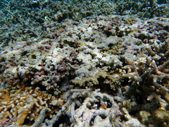 Corythoichthys intestinalis