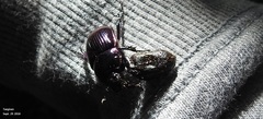 Phelotrupes auratus