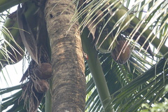 Cocos nucifera