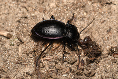Carabus