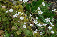 Saxifraga granulata