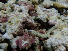 Corythoichthys intestinalis