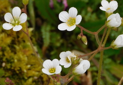 Saxifraga granulata