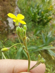 Diplotaxis catholica