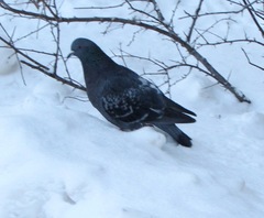 Columba livia domestica