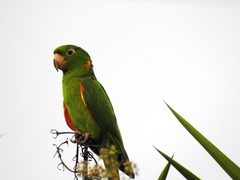 Psittacara leucophthalmus