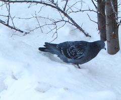 Columba livia domestica
