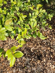 Ramoon (Trophis)
