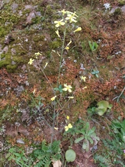 Diplotaxis catholica