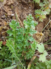 Diplotaxis catholica