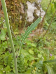 Diplotaxis catholica