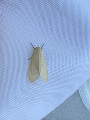 Pareuchaetes insulata