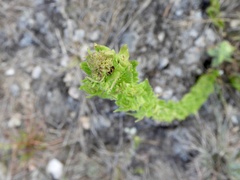 Chromolaena hirsuta