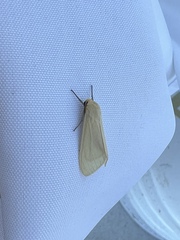 Pareuchaetes insulata