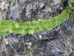 Chromolaena hirsuta