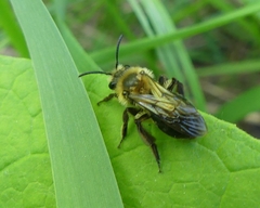 Andrena vicina