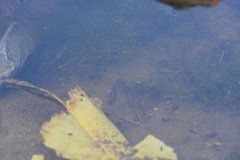 Whitmania pigra